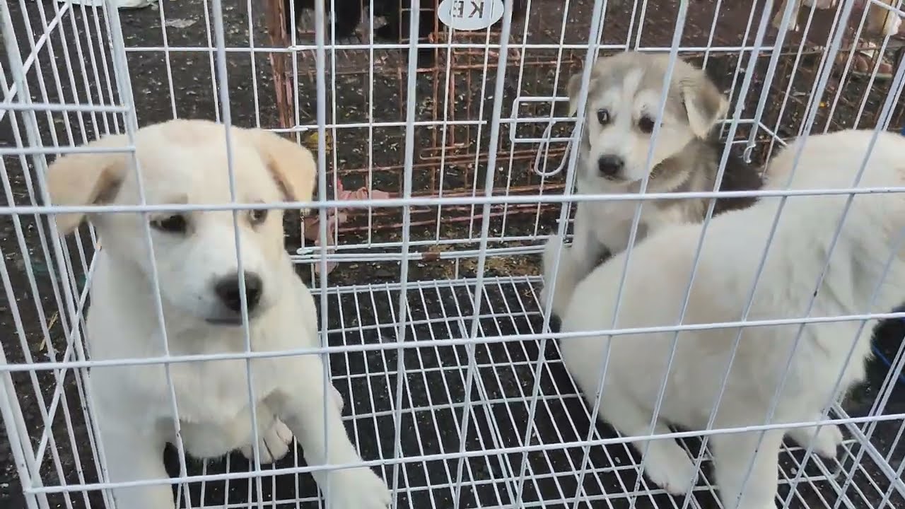 ADA ANJING KINTAMANI DI PASAR TERBESAR DI BALI PASAR BERINGKIT