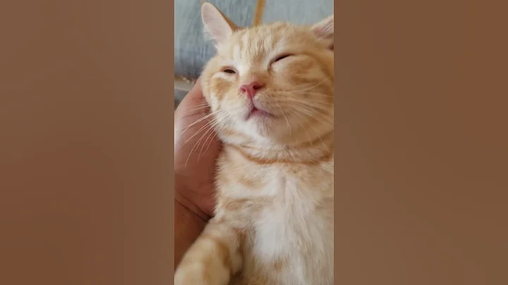 Watch the video about Baby touching feels sleeping #cat #funny #catlover #persiancat #cat #everyone