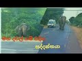The Majestic Elephant that comes to The Village in Daylight ..