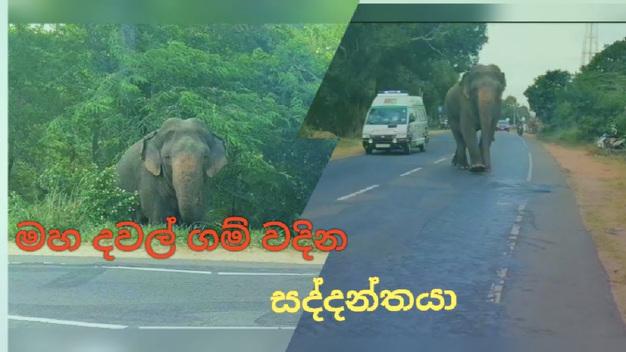 The Majestic Elephant that comes to The Village in Daylight ..