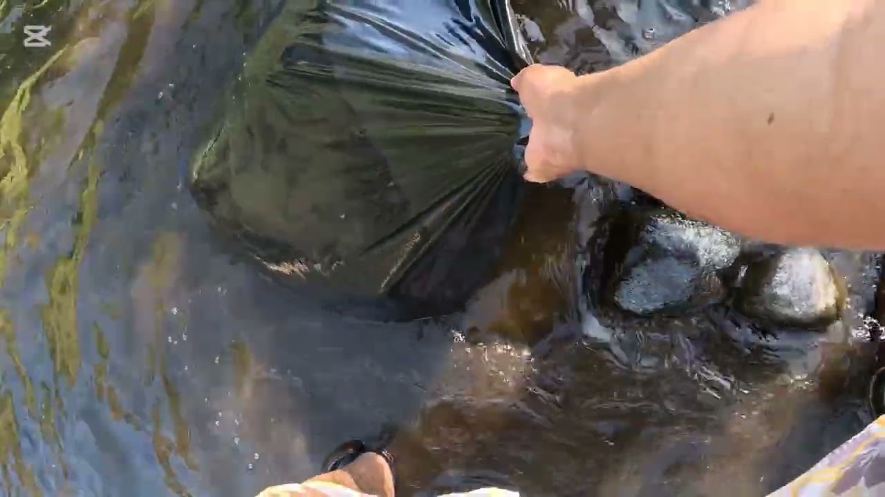 Intentando pescar Truchas en el rio quepe con @PescaycazaTemuco  #fishing #pesca #rapala #temuco 