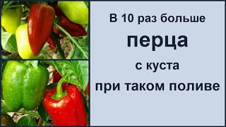 ПЕРЕЦ СЛАДКИЙ БОЛГАРСКИЙ - В 10 РАЗ БОЛЬШЕ ПЕРЦА С КУСТА ПРИ ТАКОМ ВЫРАЩИВАНИИ