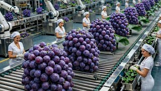 Inside a Grape Juice Factory – How Grapes Become Canned Juice (Full Process)