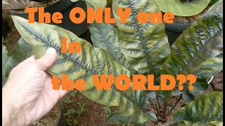 An Encounter With A One-Of-A-Kind Anthurium