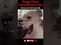 Dogs Have Something to Say 🐶😂 | Funny Talking Dogs Moments