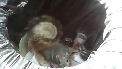 squirrel in trashcan