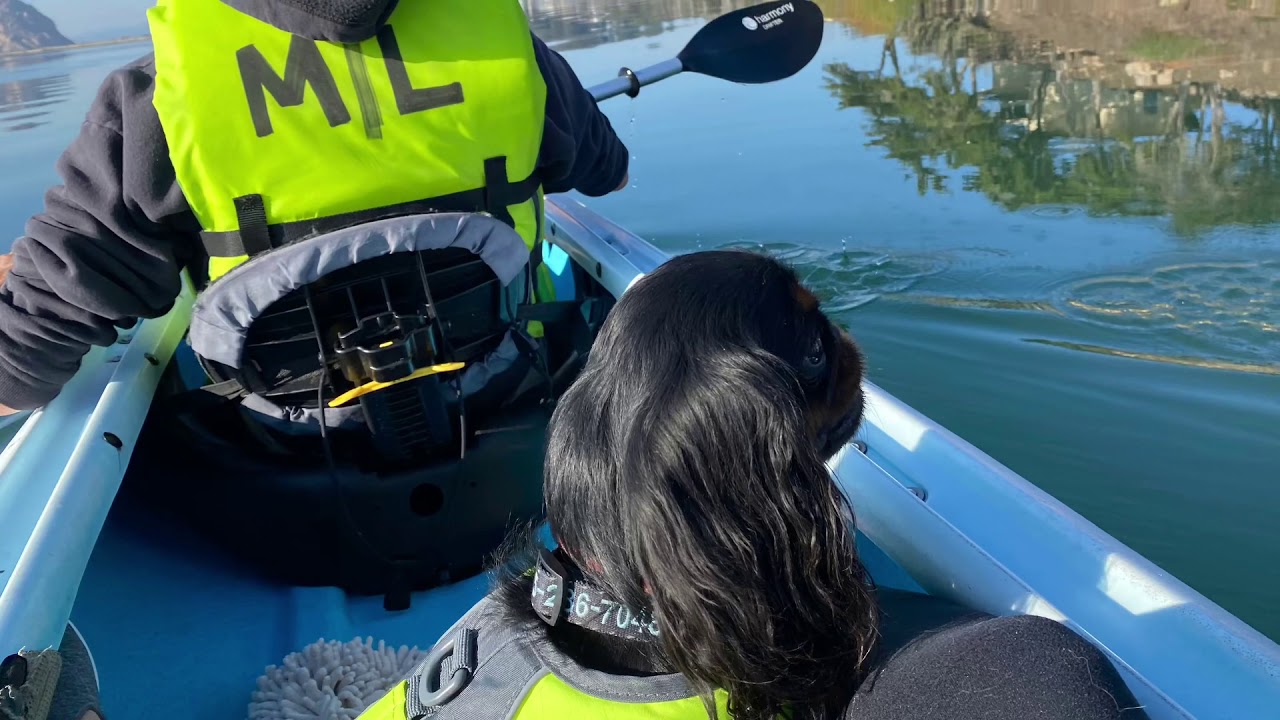 Escape to Serenity!  Bingley’s first time kayaking