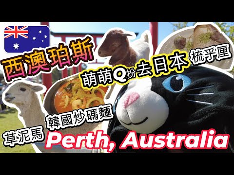 【澳洲珀斯Perth】萌萌Q扮去日本睇櫻花+草泥馬 | 韓國炒碼麵 (짬뽕) +梳乎厘班戟 | S&R Orchard Blossom Festival | Australia #西澳 #澳大利亞