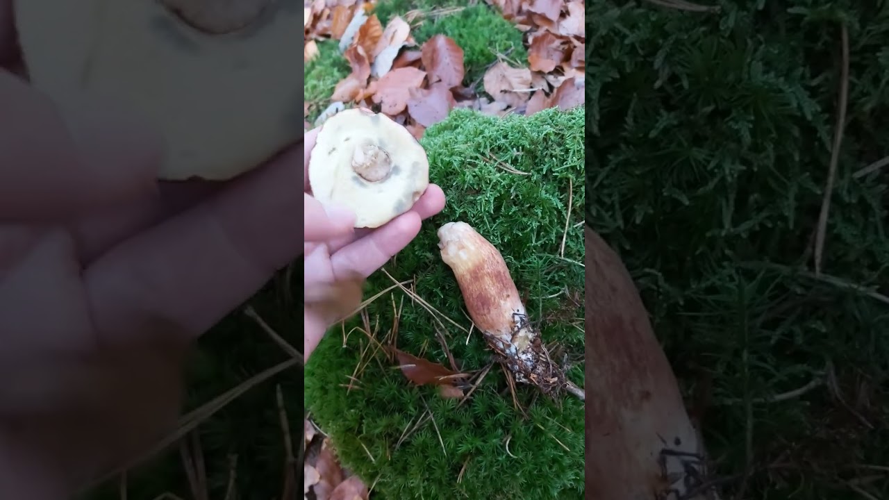 Frische Röhrlinge im November? Pilze bis zum ersten Frost!