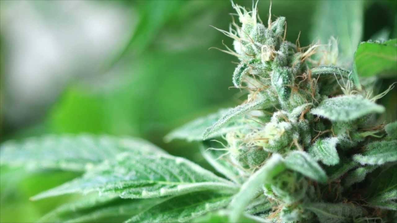 VaderVision - Trichome Check Up