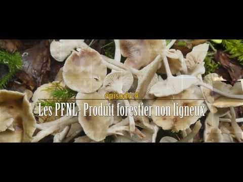 Vidéo: Une Vue Sécrétomique De La Dégradation De La Lignocellulose Ligneuse Et Non Ligneuse Par Pleurotus Ostreatus