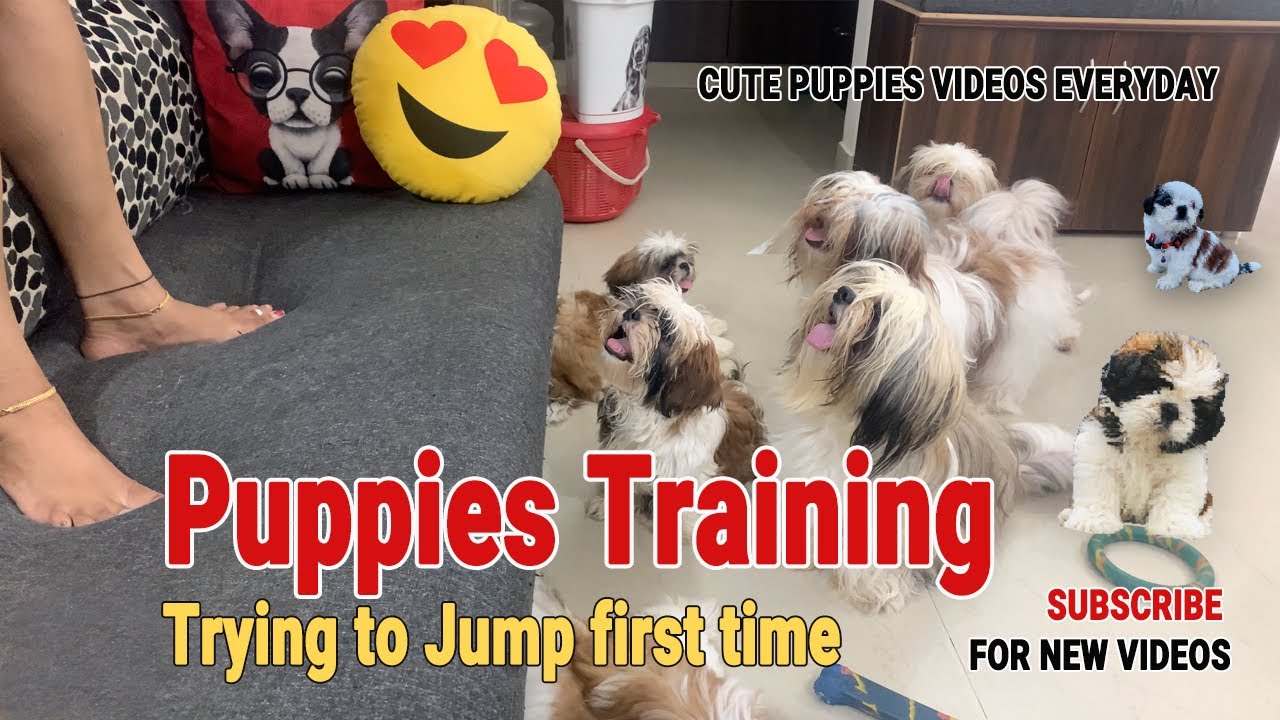 Puppies Training Tips Puppies Trying to Jump first time YouTube