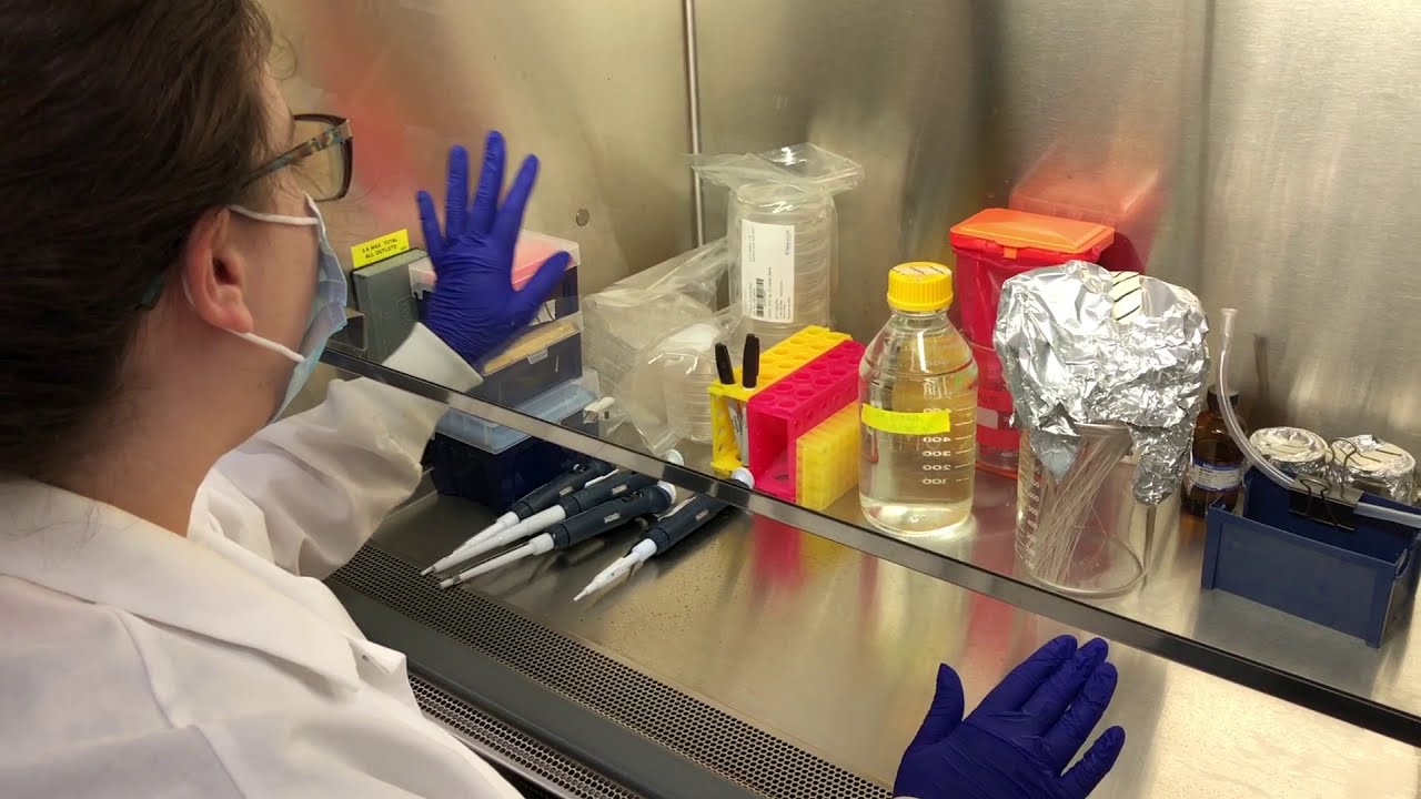 Tissue Culture Basics YouTube