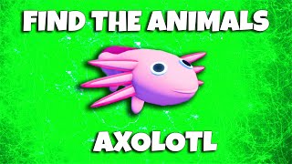Roblox  Find The Animals   Axolotl