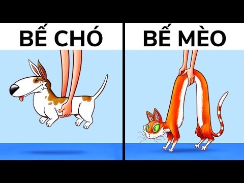 Video: Sự khác biệt giữa làm chủ chó và chủ chó