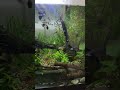 Imperial blue dragon guppy fries