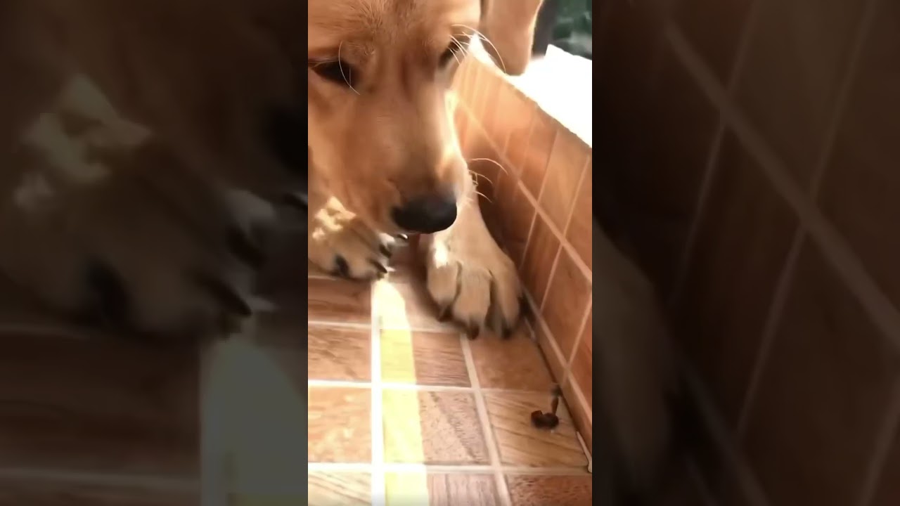 This is scary 😧 #shorts #funny #labrador 