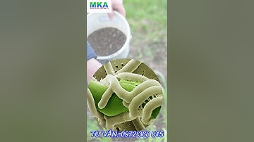Nấm đối kháng Trichoderma - Phòng ngừa, tiêu diệt nấm bệnh trong đất  #mka  #trichoderma