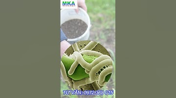 Nấm đối kháng Trichoderma - Phòng ngừa, tiêu diệt nấm bệnh trong đất  #mka  #trichoderma