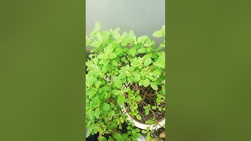 Nhất Duy boy Share Youtube, Cây Hương Nhu,  hương nhu Tía - Những Công Dụng, CHỐNG RỤNG TÓC...