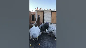 طيور الحمام الجميلة 