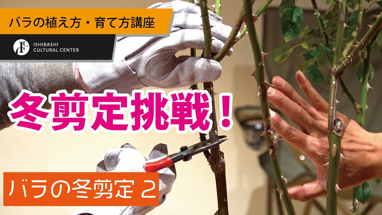 バラの植え方 育て方講座18 バラの冬剪定 挑戦編 Youtube