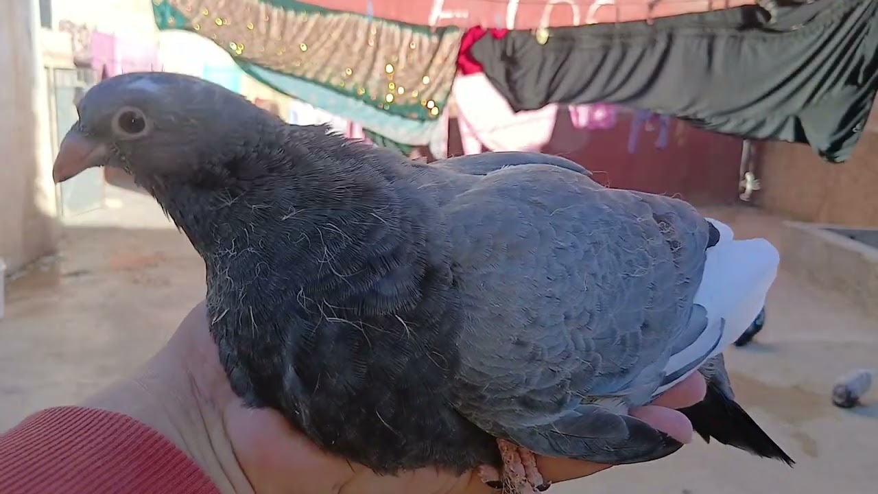 تحية الخوت لي كيدعمو حمام زينة الفاسي 🥰 توليعة مسائية 🕊