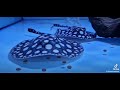 Black diamond freshwater stingray by top stingrays uk
