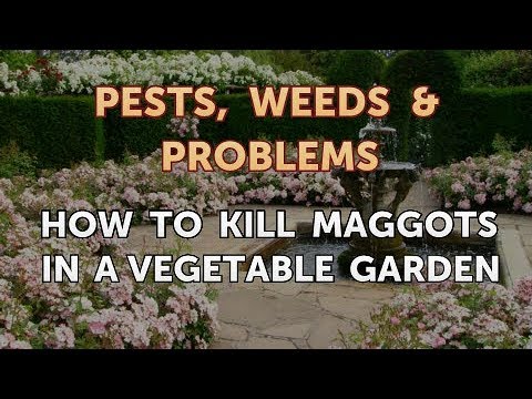 How to Kill Maggots in a Vegetable Garden