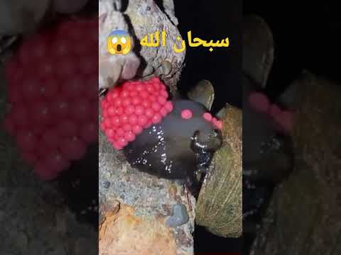 شاهد أنثي الضفدع عندما تبيض