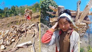 Adhiraj helping parents to carry dry firewood || Nepali rural life@Manjitamrnati