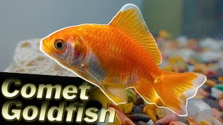 How to Care for Comet Goldfish: Expert Tips #goldfish