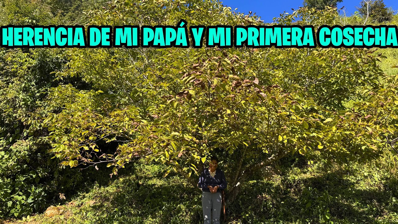 De niña intercambiaba este fruto por dulces en la tiendita