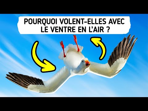Vidéo: Où Volent Les Oies