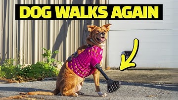 3D Printed Dog Prosthetics Help Pets Walk Again