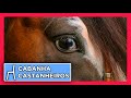 CABANHA  dos CASTANHEIROS - Cavalos bonitos e de função!