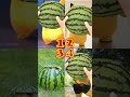Newest Mochi funny Best video 😂😂😂#mochi