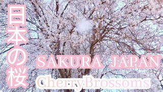 桜 Cherry Brossoms  SAKURA JAPAN