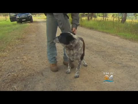 Deaf, Partially Blind Family Dog Saves 3-Year-Old Lost In Wildnerness