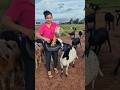 Goats feeding vlog today on Thursday part 1 | Tatiane Dairy Farm | #shortsfeed #viral #animals
