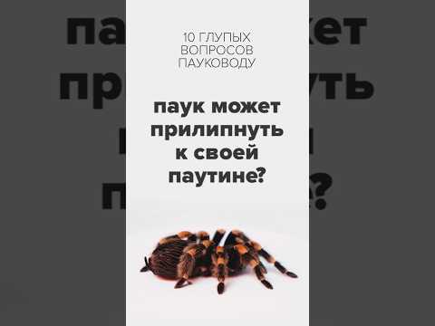 Video: Spider tarantula. egzotične ljepote