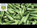 What Size of Okra is Best for Eating?