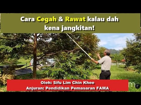 Video: Apakah Reput Akar Barli Rhizoctonia: Apa yang Menyebabkan Tompok Barli Rhizoctonia Barli