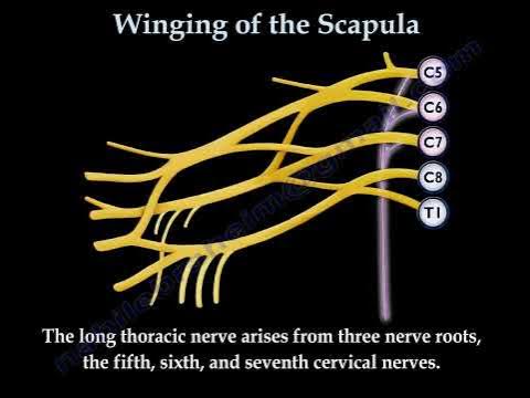 Ulnar Nerve, Clinical Examination - Everything You Need To Know - Dr. Nabil  Ebraheim 