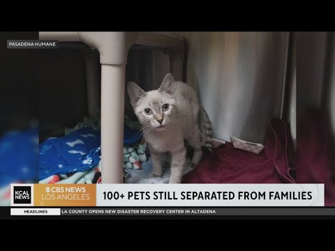 Over 400 pets reunited after Eaton Fire, 100+ still awaiting owners at Pasadena Humane