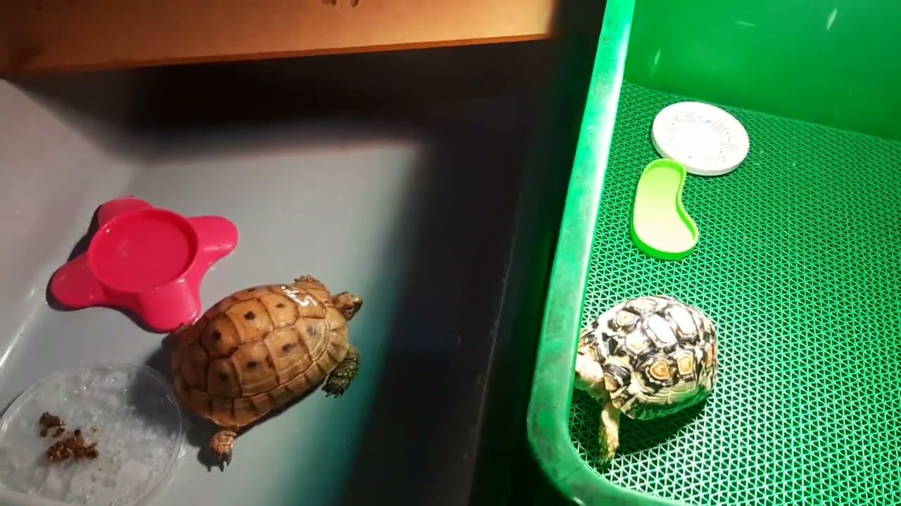 Setting Kandang kura kura darat | Lampu Exoterra Solar Glo dan Infra red Exoterra