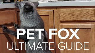 Pet Foxes Get Into Everything & Destroy!  How to Fox Proof Your House