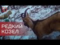 В Хунзахском районе фотоловушка запечатлела редкого козла