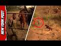 Border Patrol on Horseback Chase Down Suspected Sinaloa Cartel Member