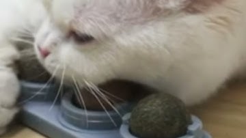 This Catnip Mounts to Your Wall! | Catnip Balls from Potaroma